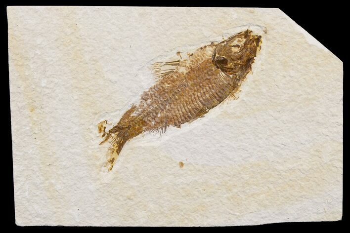 Detailed Fossil Fish (Knightia) - Wyoming #174704